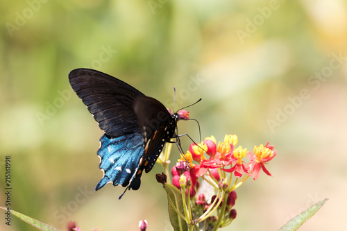 Pipevine Swallowtail Butterfly -  Battus philenor