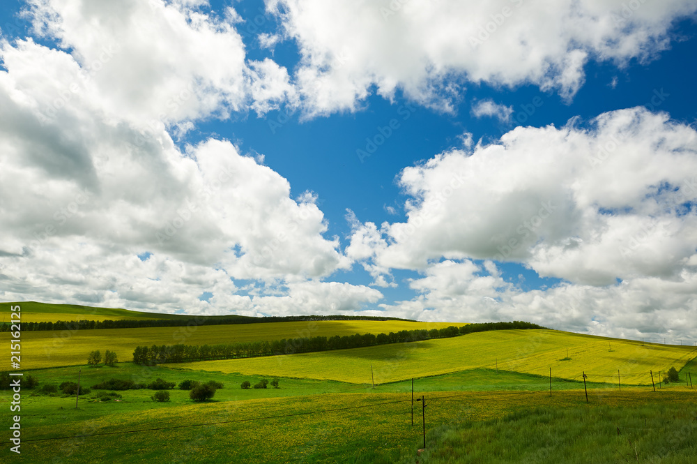 Obraz premium Rape flowers are in full bloom in Hulunbuir grasslands of inner Mongolia