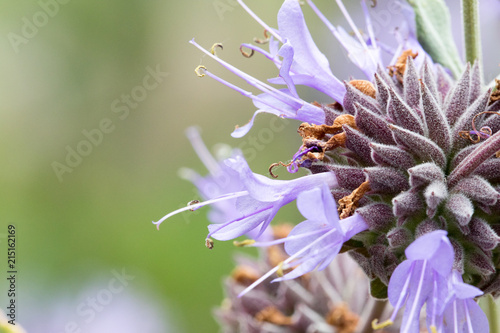 Cleveland Sage also known as California Blue Sage  - Salvia clevelandii