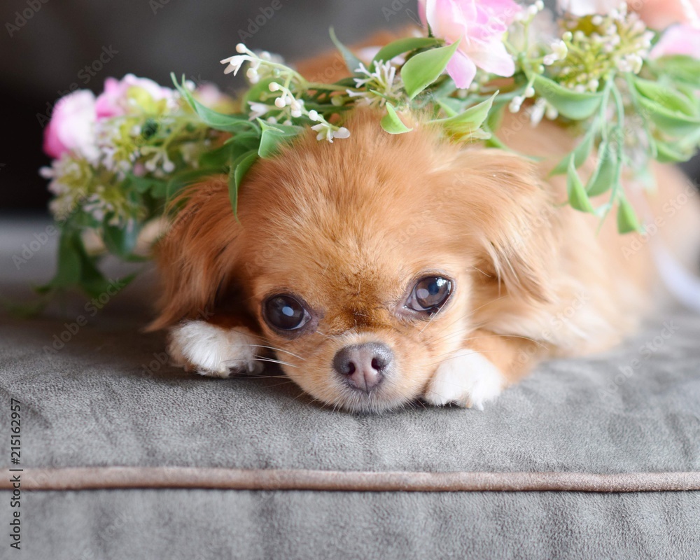 Lav fremstille helt seriøst Chihuahua japanese chin mix Stock Photo | Adobe Stock