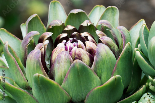 Artichoke Plant, also known as Cardoon or Thistle
