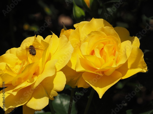 Bee with Twin Yellow Roses