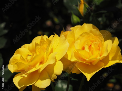 Twin Yellow Roses