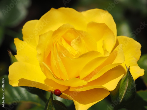 Ladybug on Edge of Yellow Rose Petal