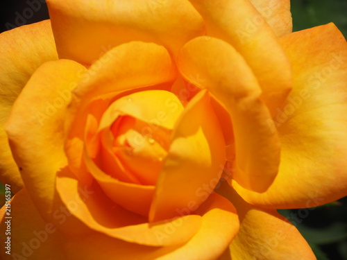 Orange Rose in Sunlight Closeup