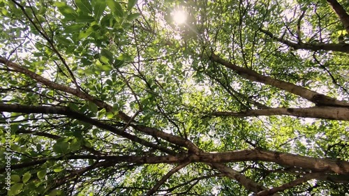 view of the leaves in forest photo