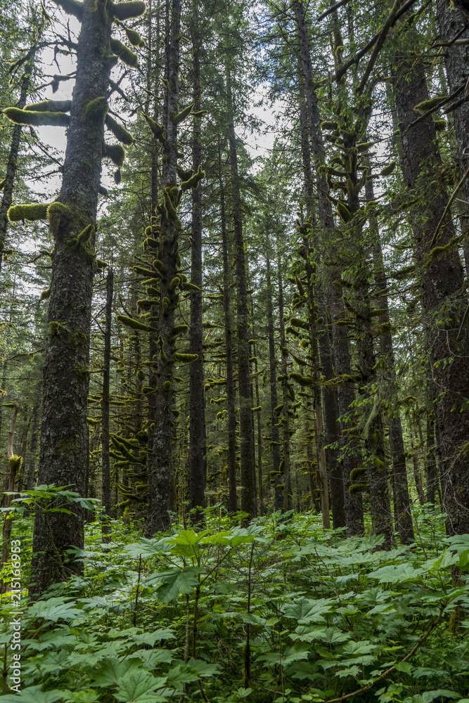 Tonsina Forrest Tonsina Forrest