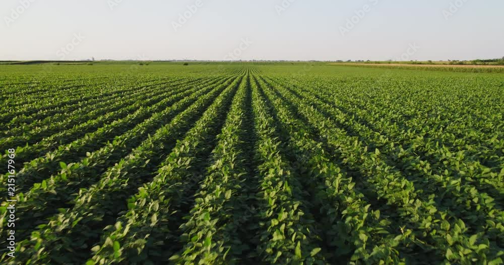 Aerial shot of green soybean field at agricultural farm.