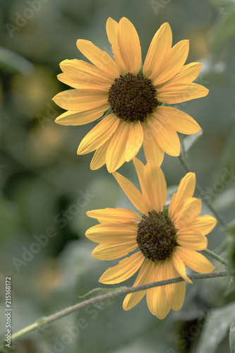 Sunflower in Spring