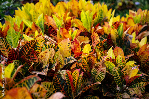 Crotons 1