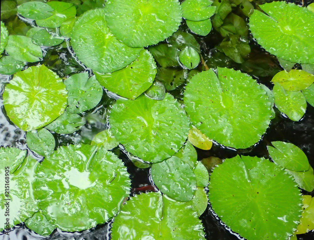 Pond Full of Bright Green Wet Lily Pads Pond Full of Bright Green Wet Lily Pads
