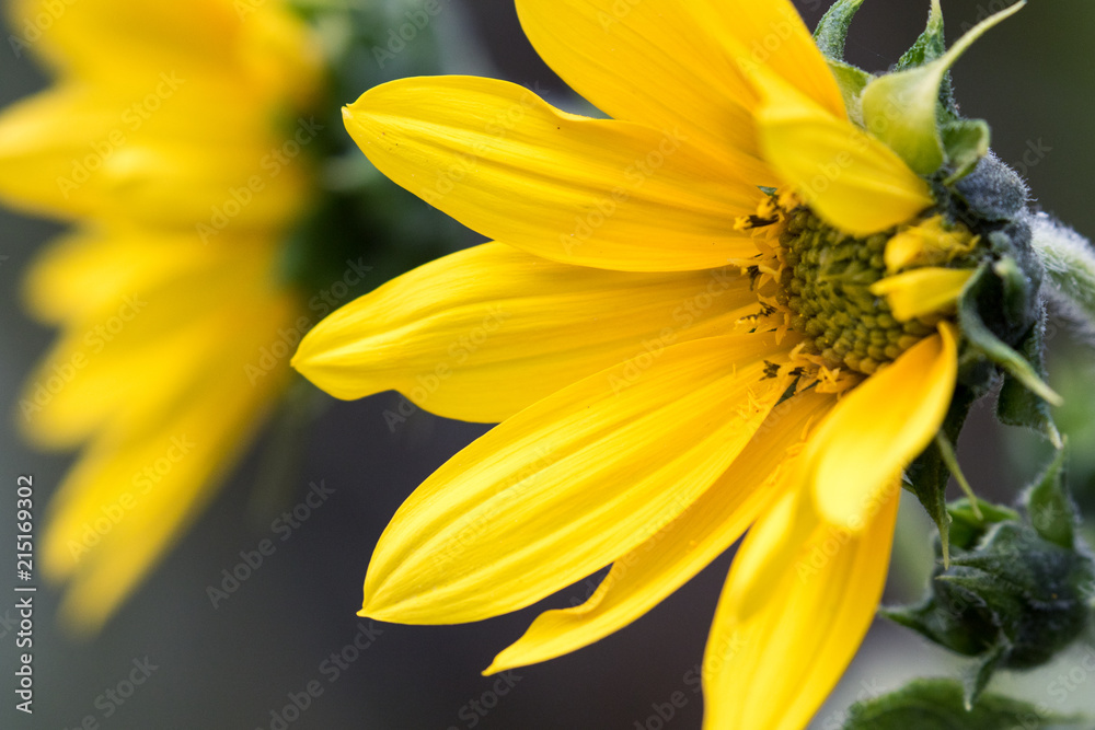 Obraz premium Sunflower in Spring