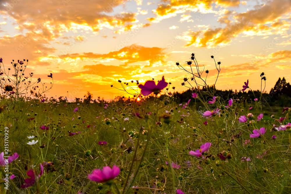 日本の風景写真 Japan Landscape Photography 夕焼けを背景に コスモス花の心 With The Sunset As A Background Cosmos Flower Heart 熊本県 阿蘇山からの風景 Stock Photo Adobe Stock
