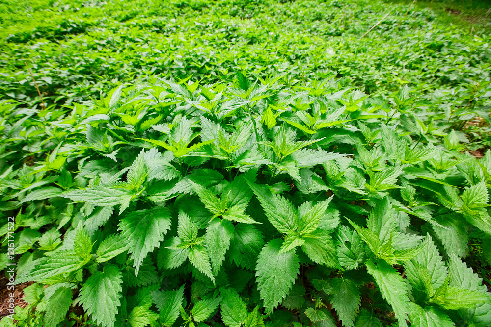 Field of burning nettle with fresh green leaves. Thickets of med Field of burning nettle with fresh green leaves. Thickets of med