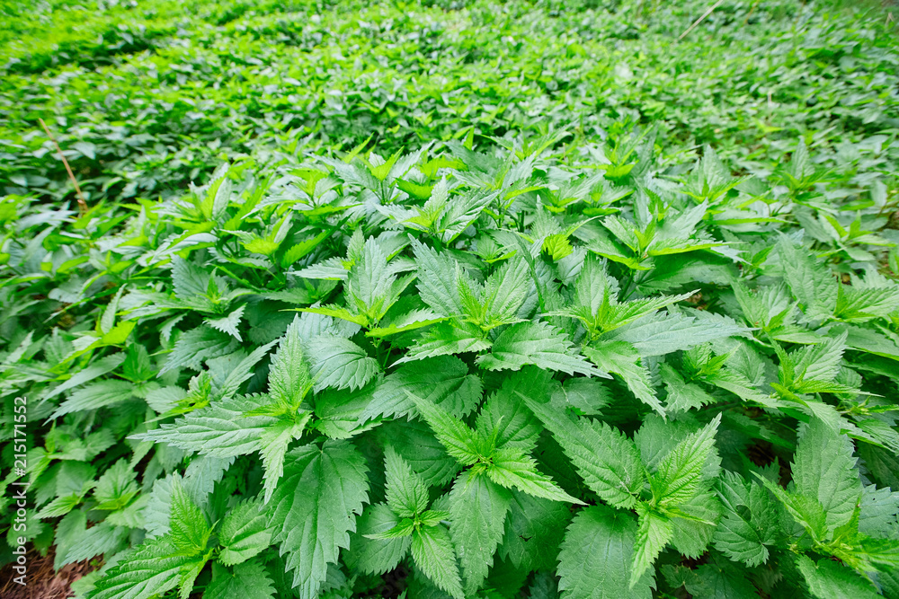 Field of burning nettle with fresh green leaves. Thickets of med Field of burning nettle with fresh green leaves. Thickets of med