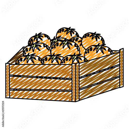 doodle delicious oranges fruits inside wood box