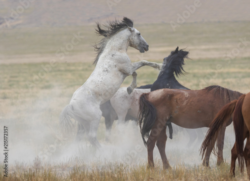 Great Basin Wild Horses.