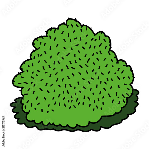 color nature bush plant with exotic leaves