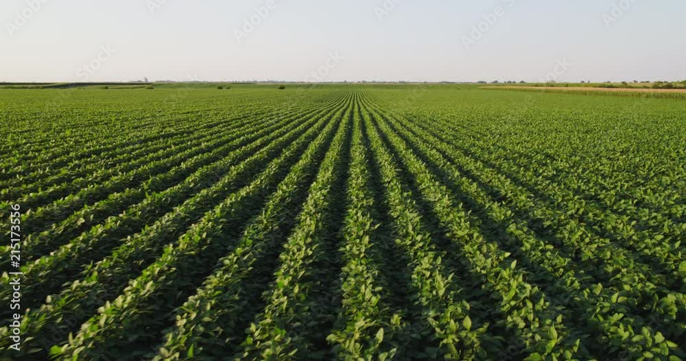 Aerial shot of green soybean field at agricultural farm. Aerial shot of green soybean field at agricultural farm.