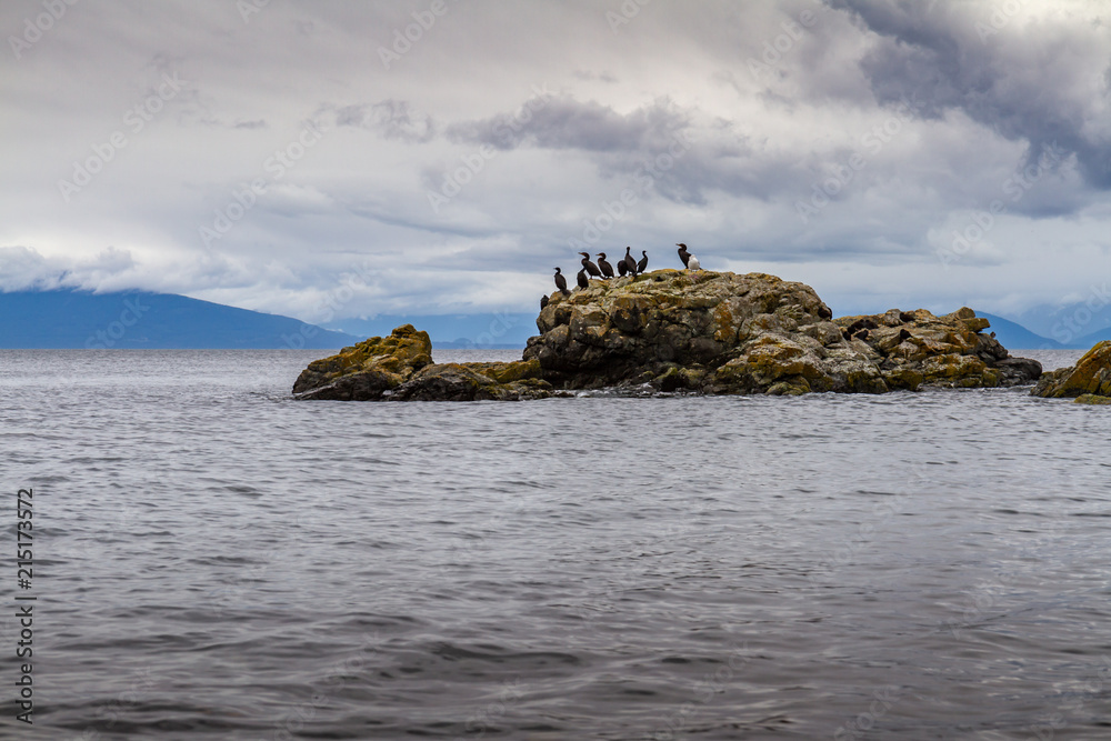 Many Cormorant birds sit on rock island surrounded by sea