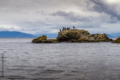 Many Cormorant birds sit on rock island surrounded by sea