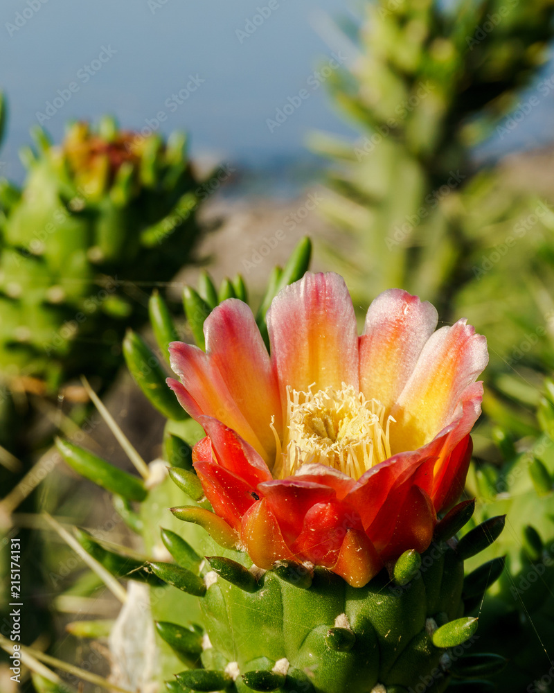 Beautiful red flower on big green Cactus in the garden. Beautiful red flower on big green Cactus in the garden.