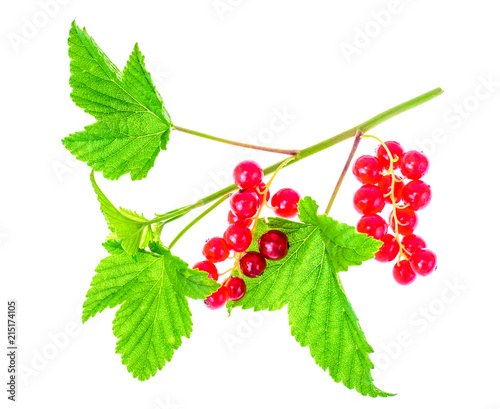 Red currant branch with berries and green leaves