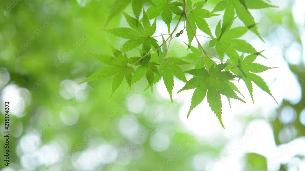 モミジの青葉　木漏れ日
