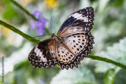 Butterfly 57 © illuminating images