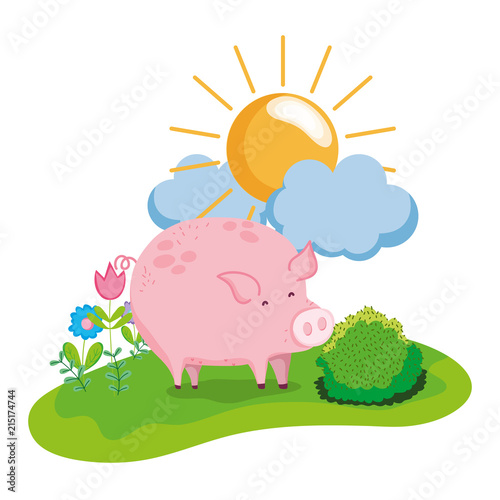 nice pig animal walking farm