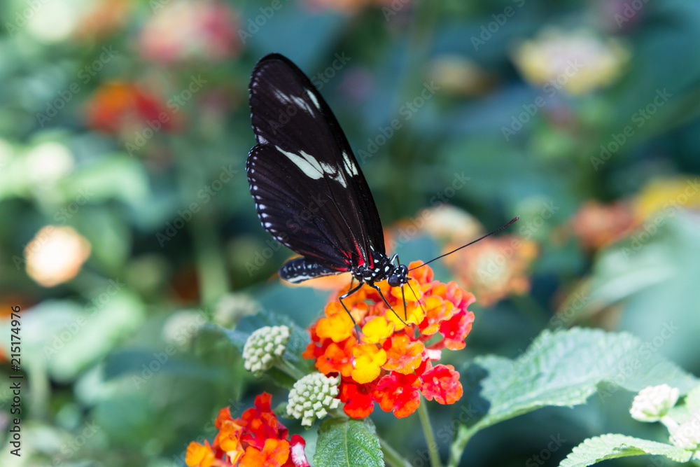 Fototapeta premium Butterfly 36