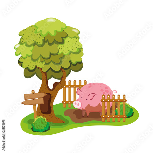 pig farm animal in the swamp with wood grillage