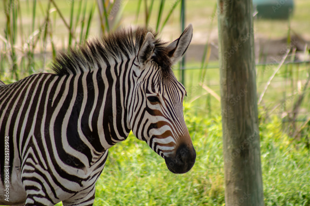 Fototapeta premium Hartmann's mountain zebra