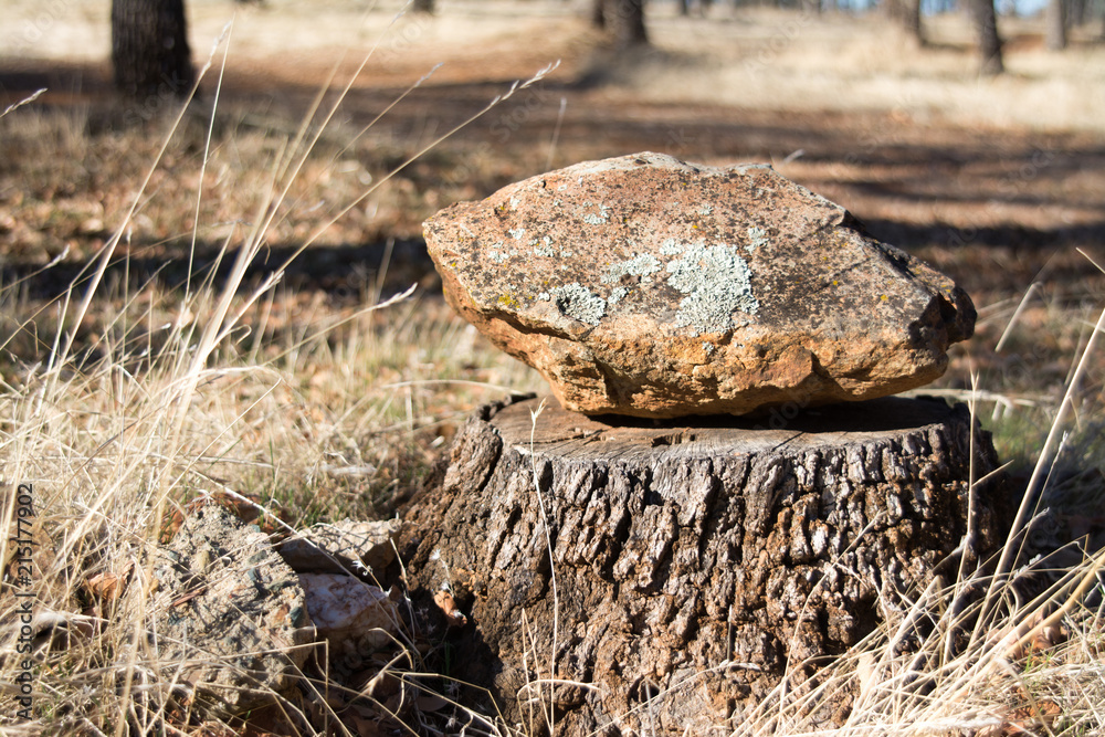 Fototapeta premium Stone lying on wood stub