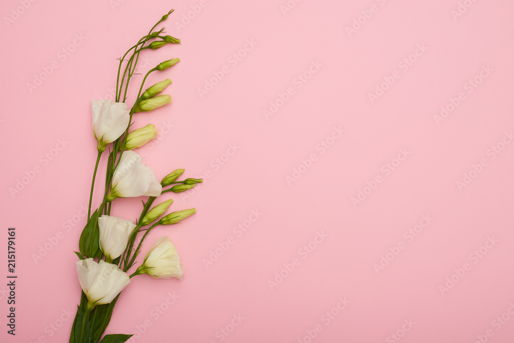 White eustoma with buds placed on pink desk White eustoma with buds placed on pink desk