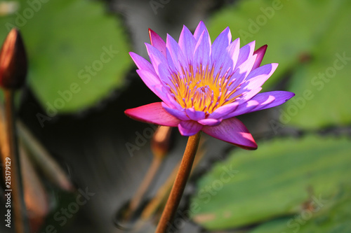 Lotus flowers in the sunset photo