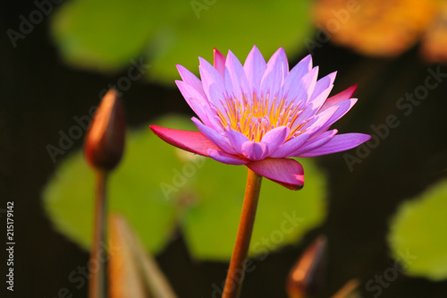 Lotus flowers in the sunset