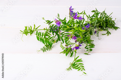 Wild medicinal plant with blue flowers on white background