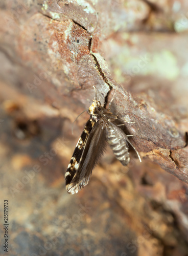 Small moth on coniferous bark, macro photo