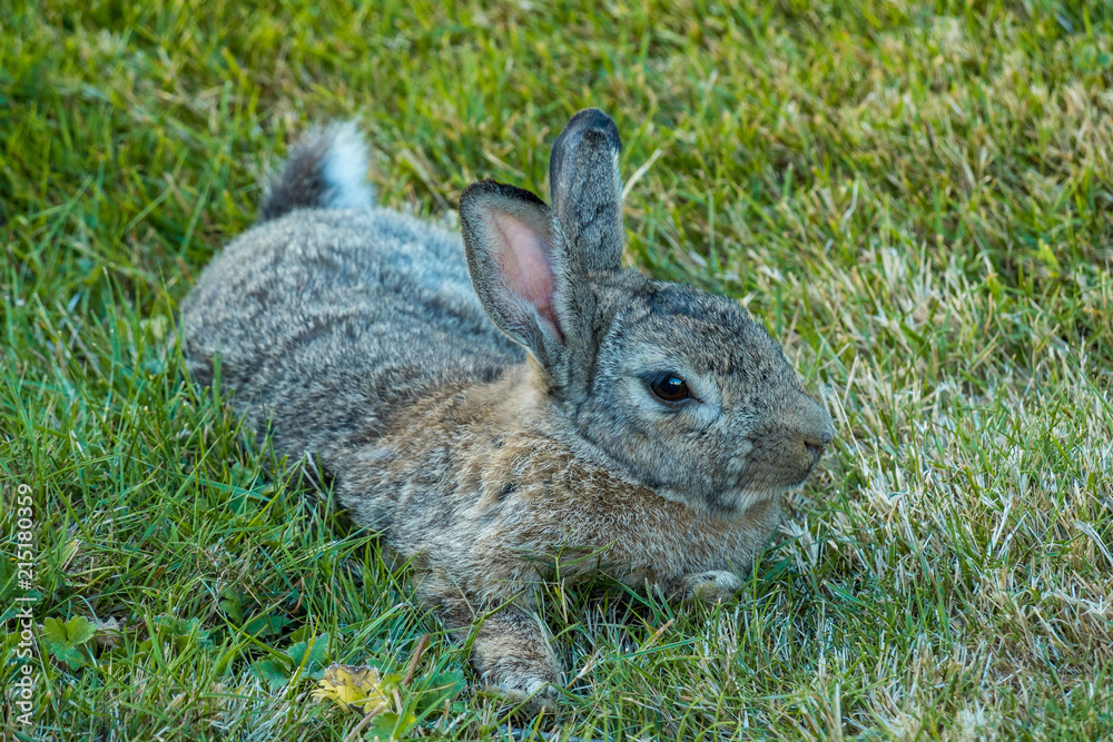 Fototapeta premium grey rabbit laying on the ground in the shade half asleep under hot summer weather.