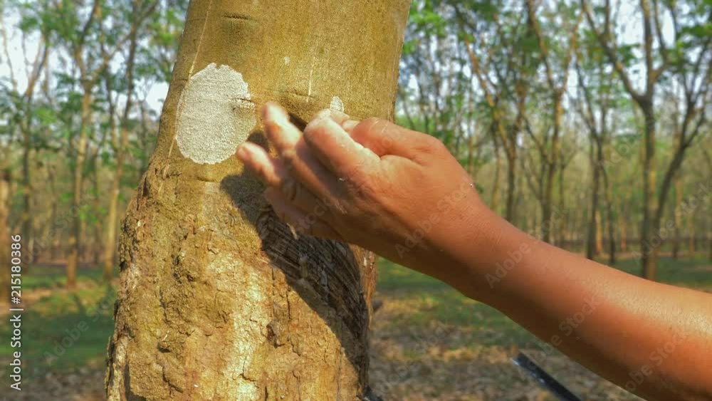 rubber tapper removing a thin layer along a downward half spiral on the tree trunk until the sap appears ( close up ) 