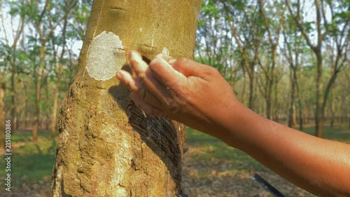 rubber tapper removing a thin layer along a downward half spiral on the tree trunk until the sap appears ( close up ) 