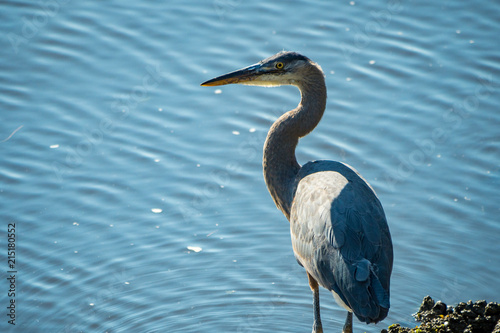 great blue heron waiting under the sun near the river bank for fish to swim by  © Yi