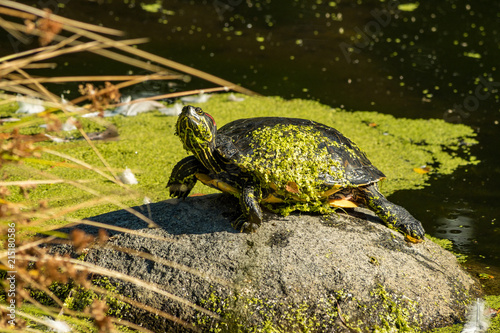 Bilde på lerret big turtle covered with green algae resting on the rock in the pond getting some