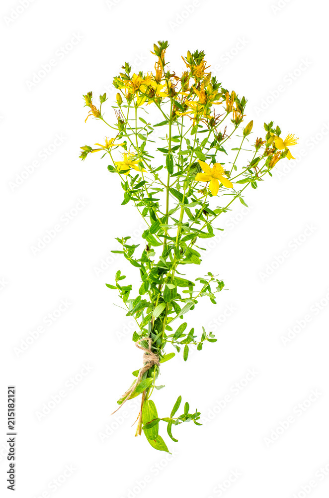 St. John's wort (Hypericum perforatum)on white background St. John's wort (Hypericum perforatum)on white background