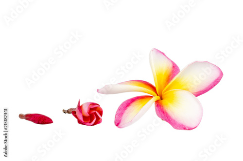 Plumeria flowers on a white background. Pattern of flowers.