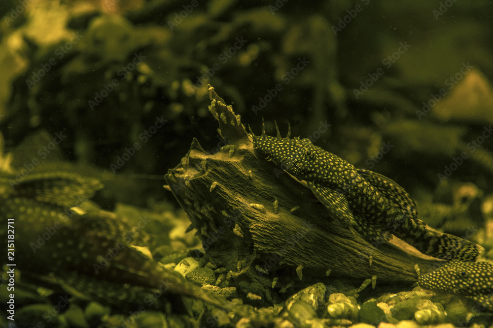 Fish anchistrus on a tribe under water. Fish anchistrus on a tribe under water.