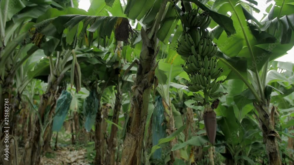 Banane01 Banane01