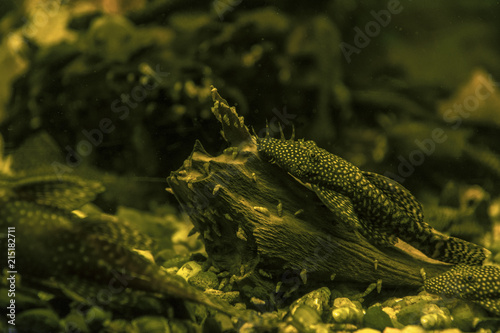 Fish anchistrus on a tribe under water.