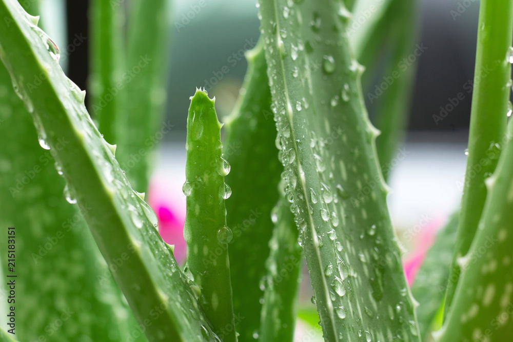 aloe vera plant with close up shot. aloe vera plant with close up shot.